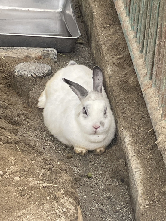 ウサギ