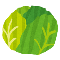 イラスト：キャベツ