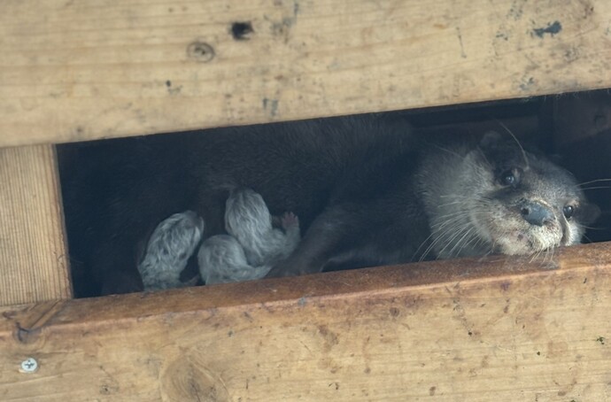 コツメカワウソの赤ちゃん