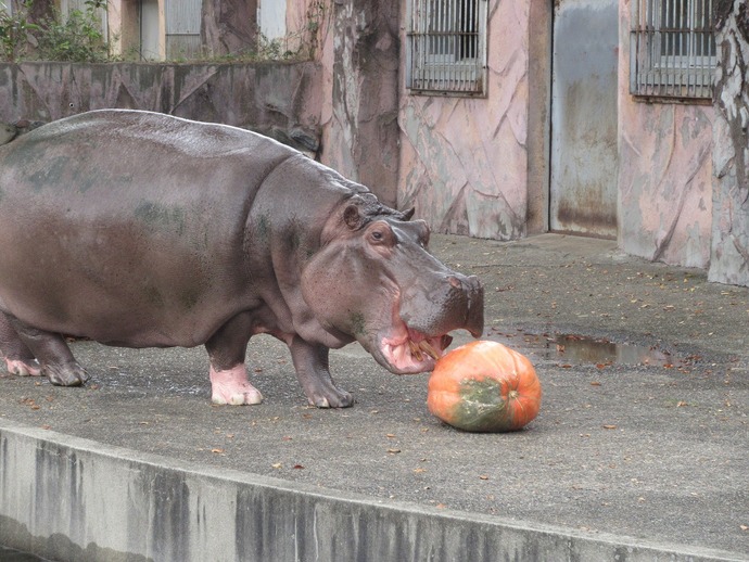 カバとハロウィン