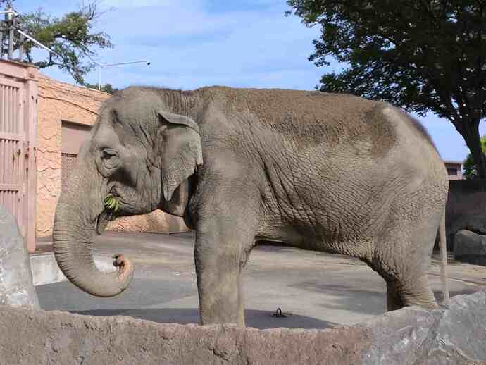 アジアゾウ　ミネコ