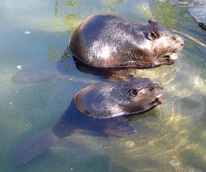 シカの角のはなし