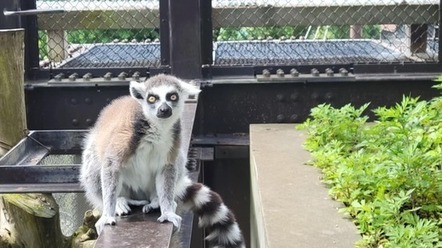 ワオキツネザル