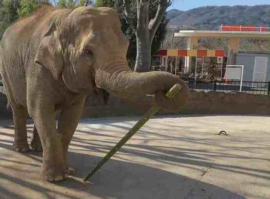 ゾウが竹でつくった恵方巻を食べているところ