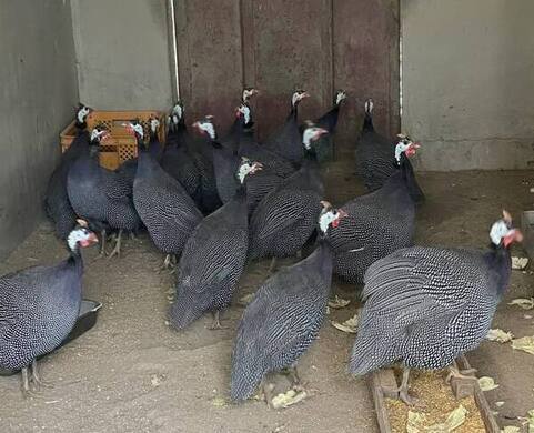 シカの角のはなし