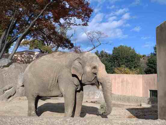 アジアゾウ　スズコ