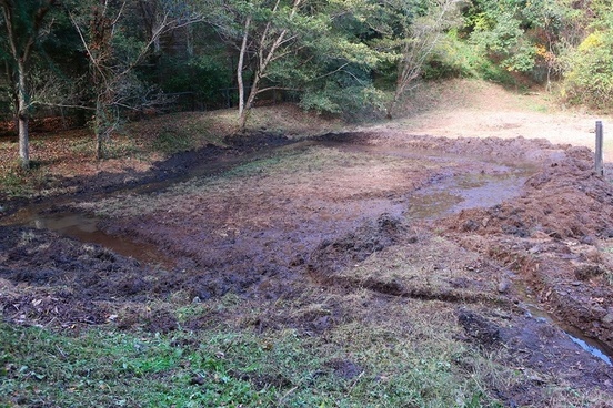 整備作業後の湿地の様子