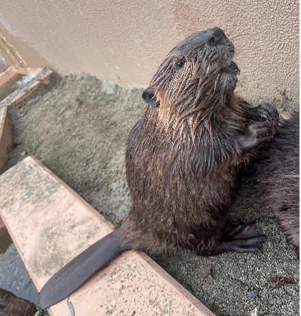 アメリカビーバー　メープル