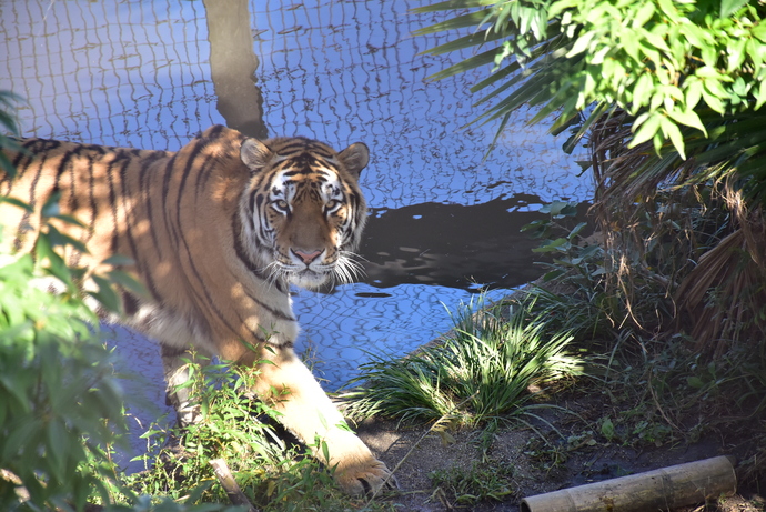 アムールトラ「新」