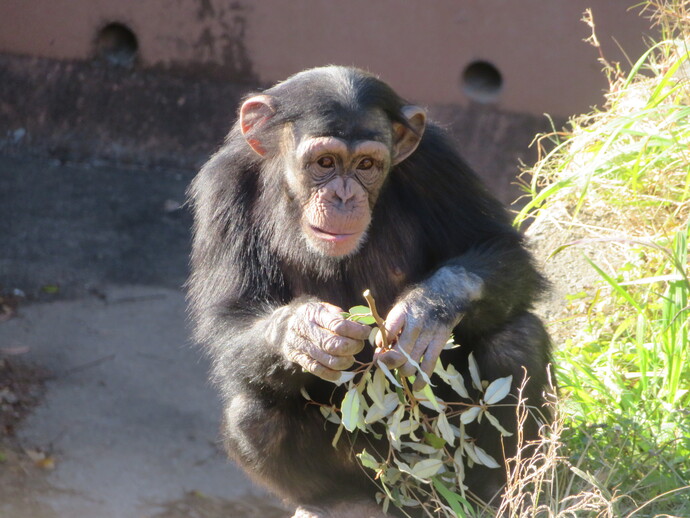 チンパンジーのチヨ