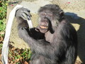 チンパンジー