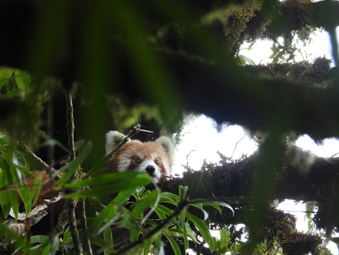 野生のレッサーパンダ