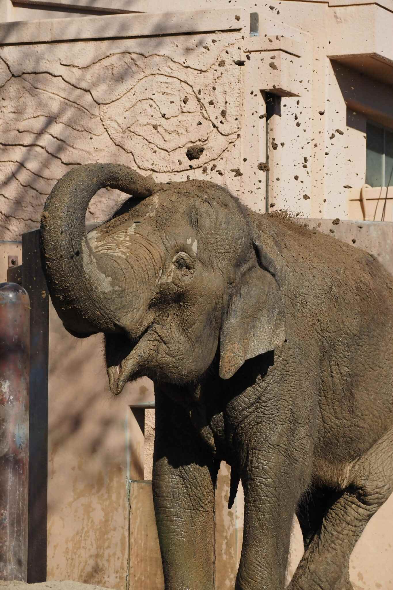 アジアゾウ『ミネコ』