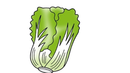 イラスト:白菜