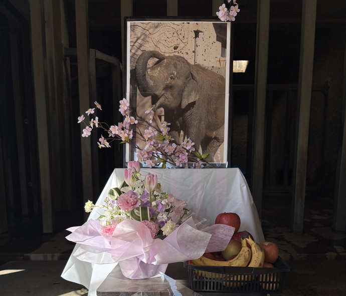 アジアゾウ『ミネコ』