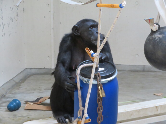 ぷらすちっくどらむ