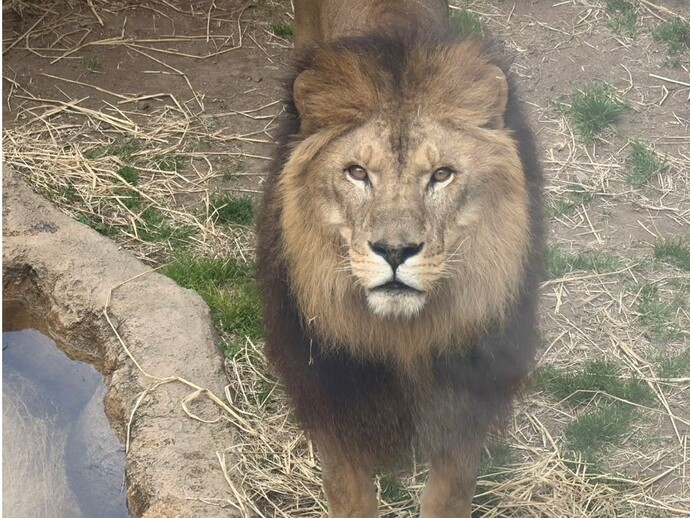 ライオンのきぼう