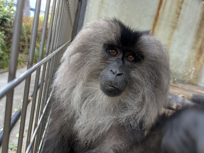 シシオザル♀　ジャム