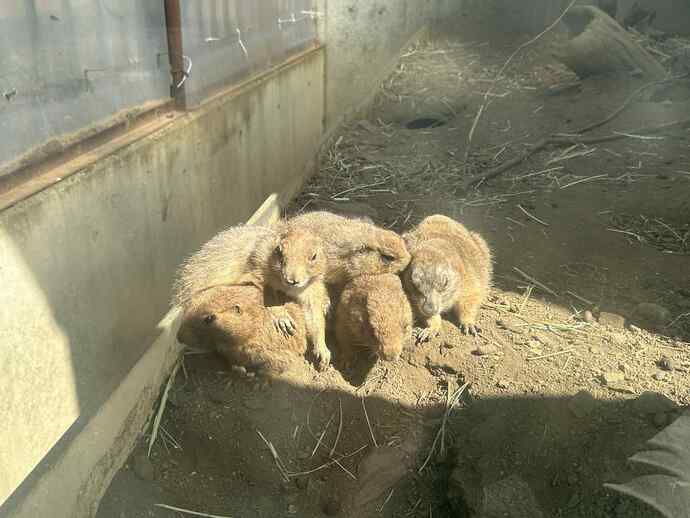 写真：日向ぼっこするプレーリードッグ