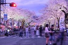 平和通りの夜桜