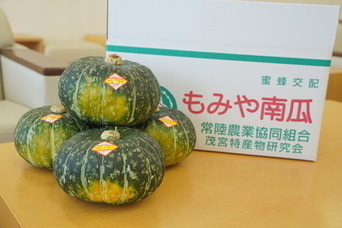 収穫された茂宮かぼちゃ
