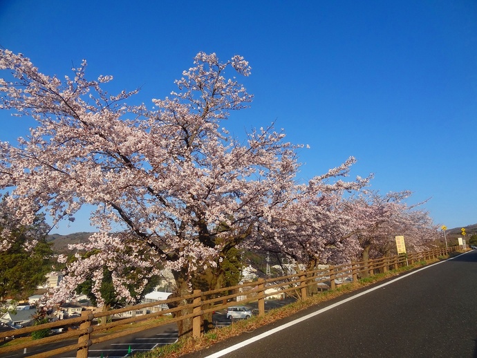 かみね公園のさくら