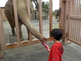お芋をプレゼント