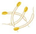 イラスト:もやし