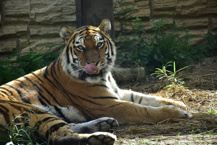 アムールトラの和