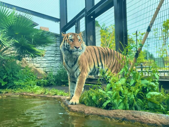 アムールトラの新