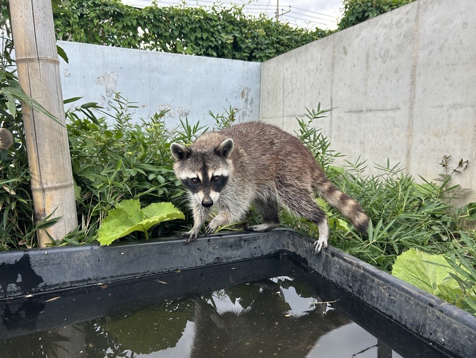 アライグマ