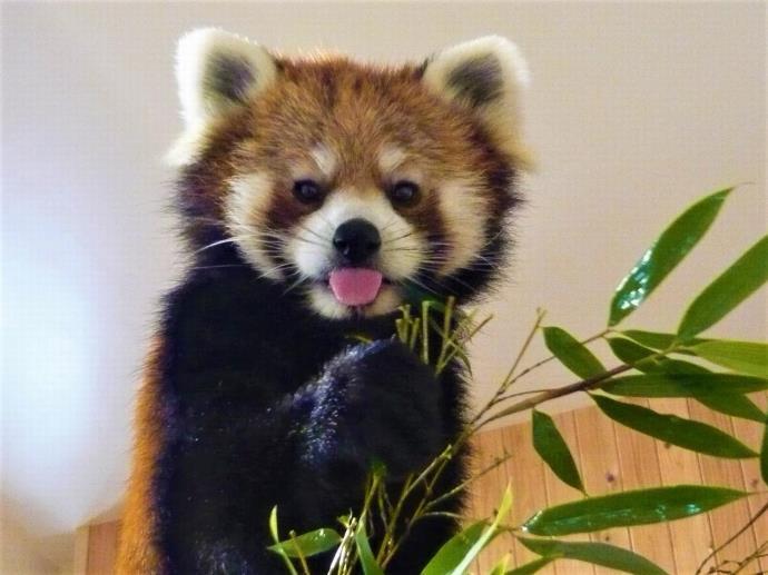 レッサーパンダ
