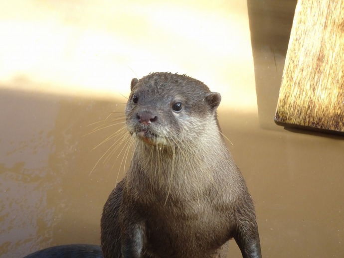 さくら♀