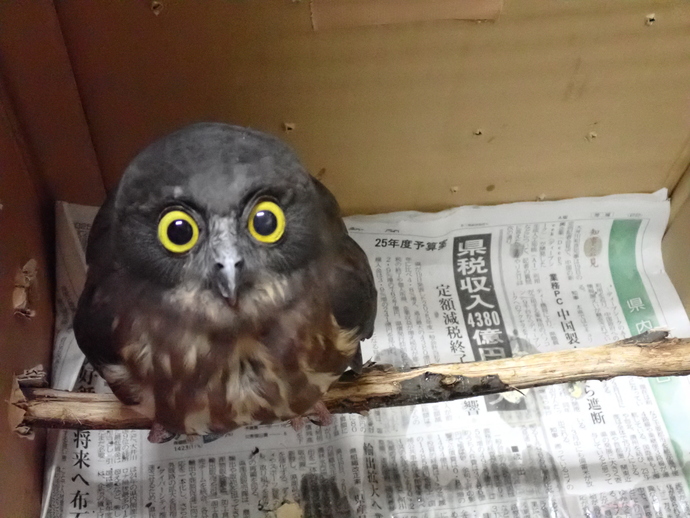 オス