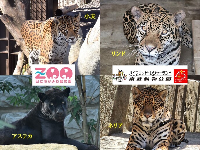 かみね動物園の小麦とアステカ、東武動物公園のネリアとリンド