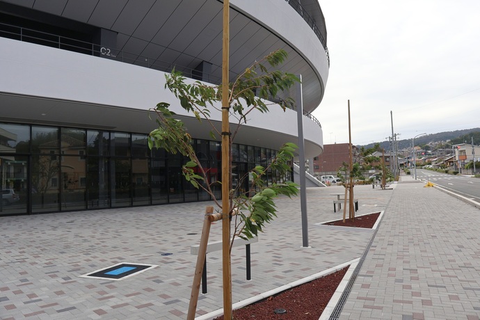 日立市固有の八重桜「ひたち雅」の写真